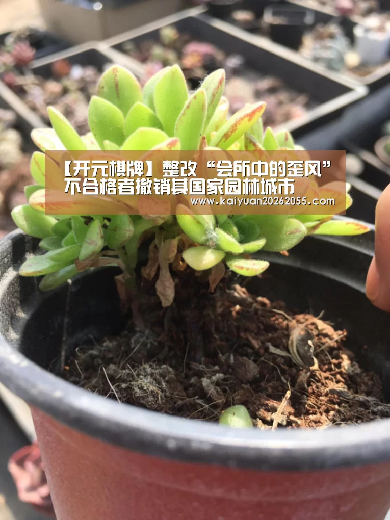 【开元棋牌】整改“会所中的歪风” 不合格者撤销其国家园林城市(图3) 开元APP